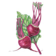 Botanical illustration of two Early Wonder beets with deep magenta-red roots, crimson stems, and veined green leaves, shown against a plain white background.