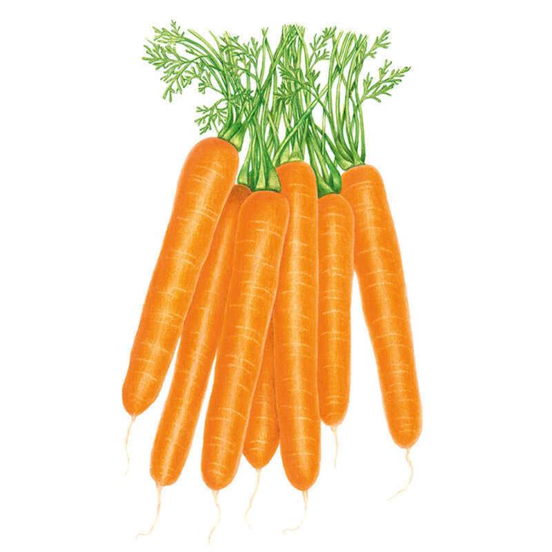 Illustration of a bundled harvest of Scarlet Nantes carrots, showing smooth, cylindrical orange roots with blunt tips and feathery green tops, set against a white background.