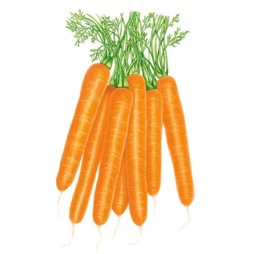 Illustration of a bundled harvest of Scarlet Nantes carrots, showing smooth, cylindrical orange roots with blunt tips and feathery green tops, set against a white background.