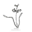 Line drawing of a young carrot seedling labelled "Seedling," showing a slender central stem with a small cluster of feathery leaves atop two long, narrow cotyledon leaves at the base.