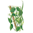 Botanical illustration of green pole bean vines climbing a wooden support, with hanging green bean pods, white flowers, and lush green leaves against a white background.