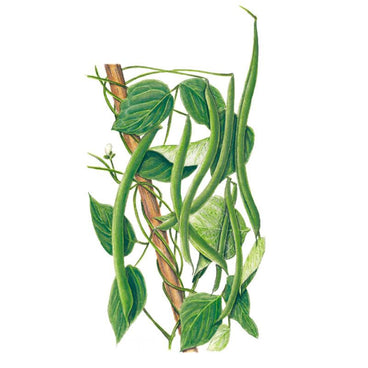 Botanical illustration of green pole bean vines climbing a wooden support, with hanging green bean pods, white flowers, and lush green leaves against a white background.