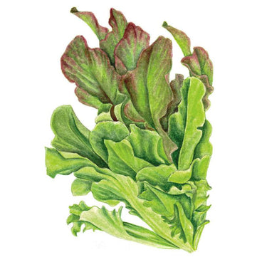 Botanical illustration of leafy green and red-tinged organic leaf lettuce for Salad Bowl Blend Leaf Lettuce Seeds.