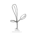 Black and white line art illustration of a young lettuce seedling with a small stem and two elongated leaves, labeled "Seedling" with copyright text for Botanical Interests, Inc., for Salad Bowl Blend Leaf Lettuce Seeds.
