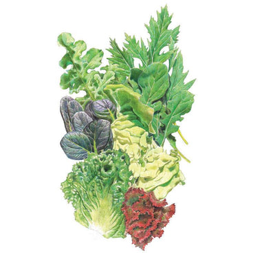 Botanical illustration of Chef's Medley mesclun lettuce leaves in an assorted bunch, showing frilly oakleaf green, deep purple mizuna-like leaves, jagged-edged serrated greens, pale crinkled lettuce, and a curly red-tinged leaf variety against a plain white background.