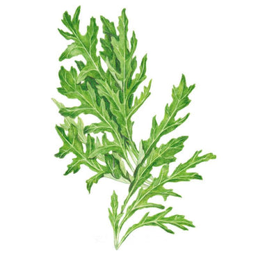 Botanical illustration of Rocky wild rocket arugula, showing deeply serrated, feathery green leaves branching from a central stem, set against a plain white background.