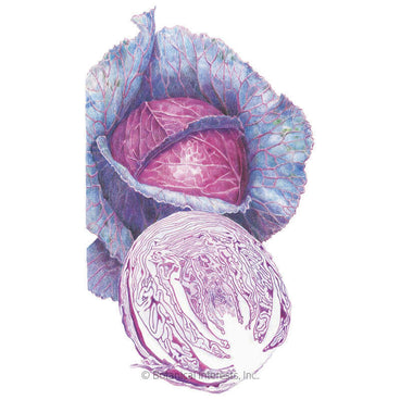 Detailed illustration of Red Acre cabbage showing a whole head with blue-green outer leaves and a deep purple-red center, alongside a cross-section revealing the tightly layered interior pattern.