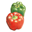Detailed illustration of two glossy bell peppers, one ripe red and one unripe green, each with a curled stem, shown against a plain white background.