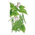 Botanical illustration of a bush bean plant showing clusters of slender green pods hanging beneath heart-shaped leaves, with pale pink-purple flowers blooming among the foliage above.