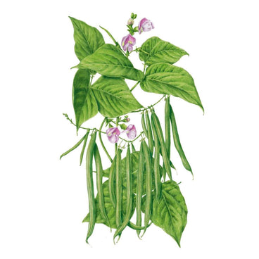 Botanical illustration of a bush bean plant showing clusters of slender green pods hanging beneath heart-shaped leaves, with pale pink-purple flowers blooming among the foliage above.