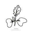 Line drawing of a young seedling with two rounded cotyledon leaves and a single true leaf with wavy, veined edges, labeled "Seedling."