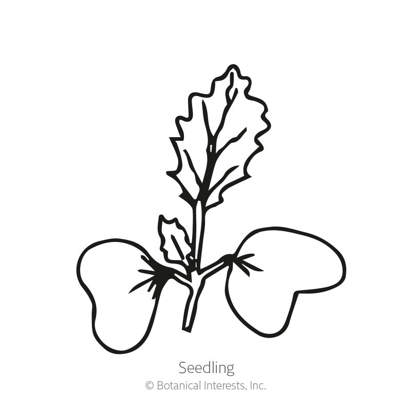 Line drawing of a young seedling with two rounded cotyledon leaves and a single true leaf with wavy, veined edges, labeled "Seedling."