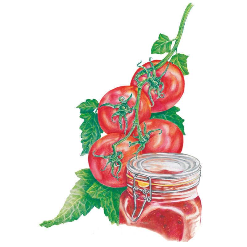 Illustration of a vine with four round red Ace 55 bush tomatoes and green leaves, set beside a clip-top glass jar filled with red tomato sauce or preserve.