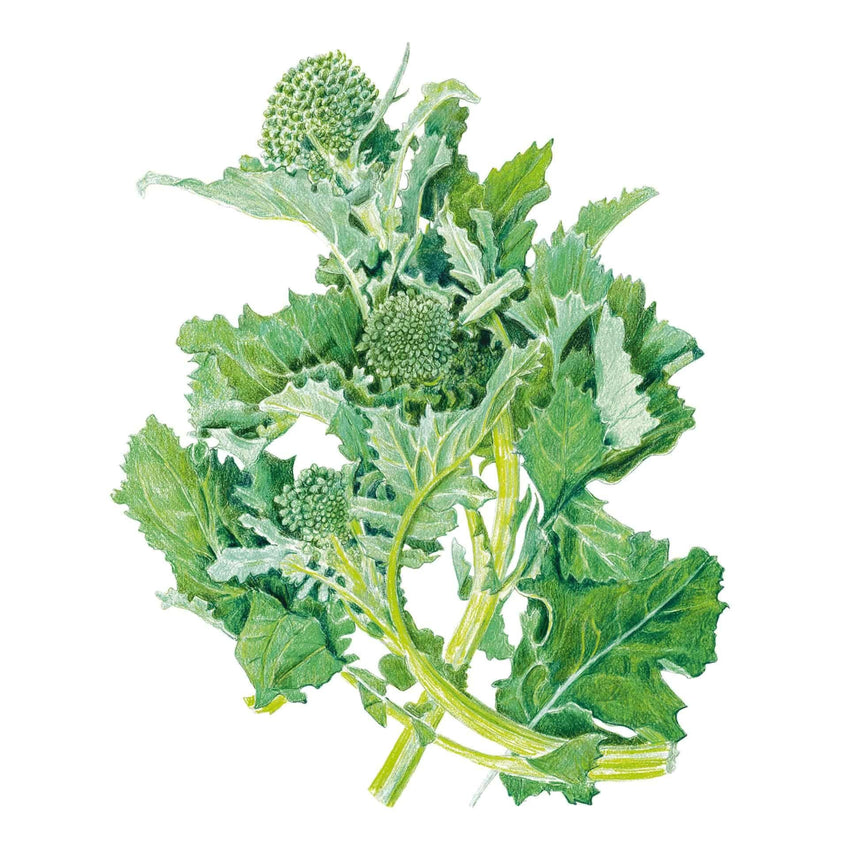Botanical illustration of rapini broccoli raab showing deeply lobed, jagged green leaves with pale veining surrounding several small clustered budding florets on pale green stems.