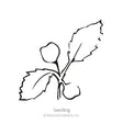 Simple black-and-white line drawing of a young seedling with two rounded cotyledon leaves and jagged true leaves, labeled "Seedling" beneath it.