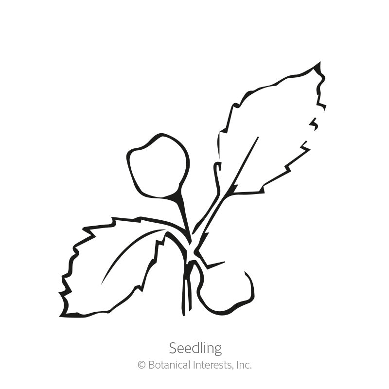 Simple black-and-white line drawing of a young seedling with two rounded cotyledon leaves and jagged true leaves, labeled "Seedling" beneath it.