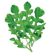 Botanical illustration of leafy green arugula foliage with deeply lobed, vibrant leaves on a white background, for Arugula/Rocket Seeds.