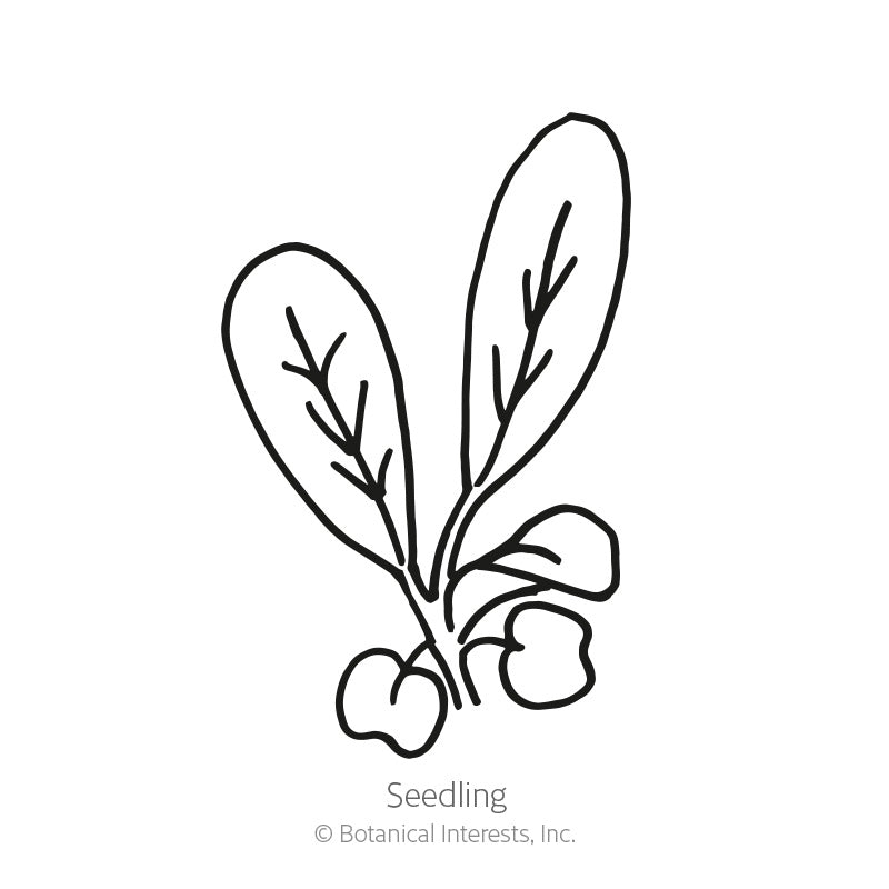 Line drawing labeled "Seedling" showing a young arugula plant with two long, narrow leaves branching from a slender stem above small, rounded emerging leaflets at the base.
