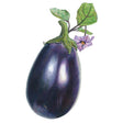 Botanical illustration of a Black Beauty eggplant, showing its glossy deep-purple fruit with a green calyx, attached leaves, and a single pale purple flower with a yellow center.