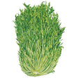 Illustration of a mizuna mustard plant showing a dense clump of deeply serrated, feathery green leaves on pale slender stalks converging at a white base, set against a plain white background.