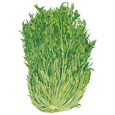 Illustration of a mizuna mustard plant showing a dense clump of deeply serrated, feathery green leaves on pale slender stalks converging at a white base, set against a plain white background.