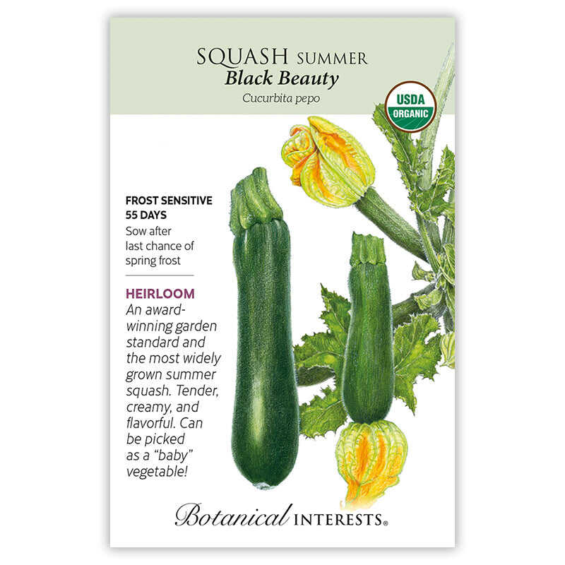 Front of an organic Botanical Interests seed packet for Black Beauty Summer Squash Seeds displaying a USDA Organic seal, heirloom description, and a botanical illustration of green zucchinis with yellow blossoms.