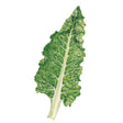 Botanical illustration of a Fordhook Giant Swiss chard leaf, showing its deeply crinkled dark green blade with a pale ivory midrib and thick white stalk, set against a plain white background.