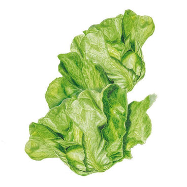 Botanical illustration of a Buttercrunch butterhead lettuce head, showing loosely folded, ruffled pale-to-mid green leaves with visible veining, set against a plain white background.