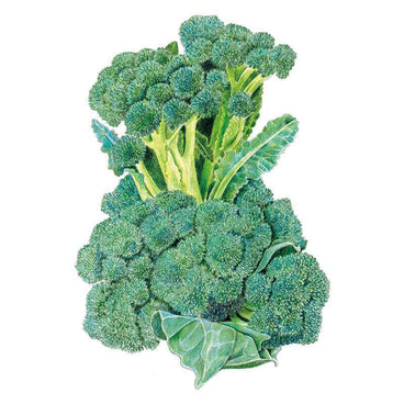 Botanical illustration of Di Cicco broccoli showing clustered blue-green florets on thick pale stems with a few broad leaves, set against a plain white background.
