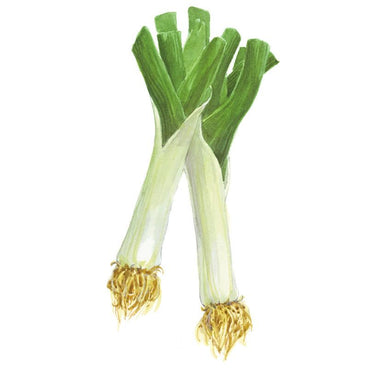 Watercolour illustration of two King Richard leeks crossed together, showing long white stems, dark green fanning leaves, and tangled golden root systems, set against a plain white background.