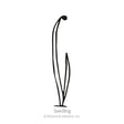 Line drawing of a young leek seedling with two slender, grass-like blades curving upward from a small base, labelled "Seedling".