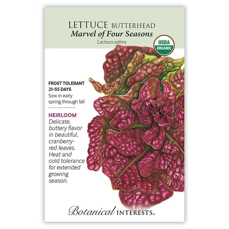 Seed packet for Botanical Interests organic heirloom Butterhead Lettuce "Marvel of Four Seasons," featuring an illustration of ruffled cranberry-red and green leaves, with text noting frost tolerance, a 21–55 day maturity, and sowing from early spring through fall.