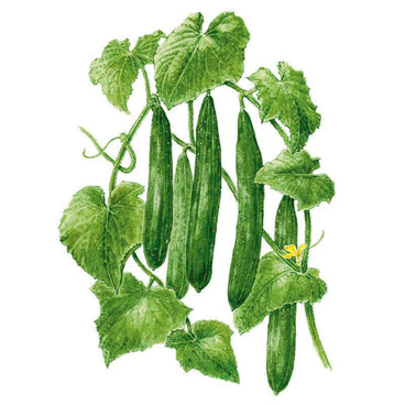 Botanical illustration of Tasty Green cucumber vines bearing six slender ridged fruit among lobed leaves, curling tendrils and a small yellow blossom, set against a plain white background.