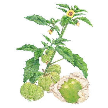 Botanical illustration of a tomatillo plant showing serrated green leaves, small yellow star-shaped flowers, and papery husks with round green fruit, one husk peeled back to reveal the tomatillo inside.
