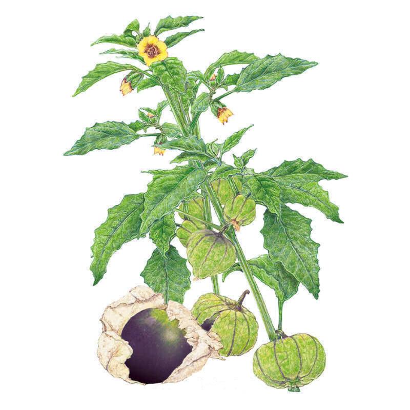 Botanical illustration of a purple tomatillo plant showing serrated green leaves, small yellow star-shaped flowers, and papery husks enclosing round green fruit, with one husk peeled back to reveal the dark purple tomatillo inside.