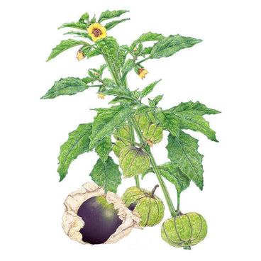 Botanical illustration of a purple tomatillo plant showing serrated green leaves, small yellow star-shaped flowers, and papery husks enclosing round green fruit, with one husk peeled back to reveal the dark purple tomatillo inside.