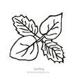 Black and white line drawing of a young seedling with four broad, veined, toothed-edge leaves branching from a central stem, labeled "Seedling" beneath the illustration.