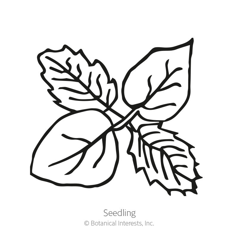 Black and white line drawing of a young seedling with four broad, veined, toothed-edge leaves branching from a central stem, labeled "Seedling" beneath the illustration.