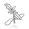 Black and white line drawing of a tomato seedling showing smooth oval seed leaves and a jagged-edged true leaf on a slender stem, labeled "Seedling".