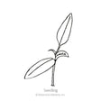 Simple black-and-white line drawing of a young seedling with two elongated leaves and a small emerging third leaf on a thin stem, labeled "Seedling" beneath.