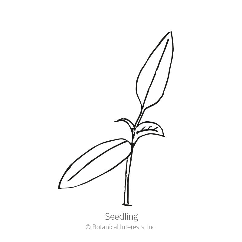 Simple black-and-white line drawing of a young seedling with two elongated leaves and a small emerging third leaf on a thin stem, labeled "Seedling" beneath.