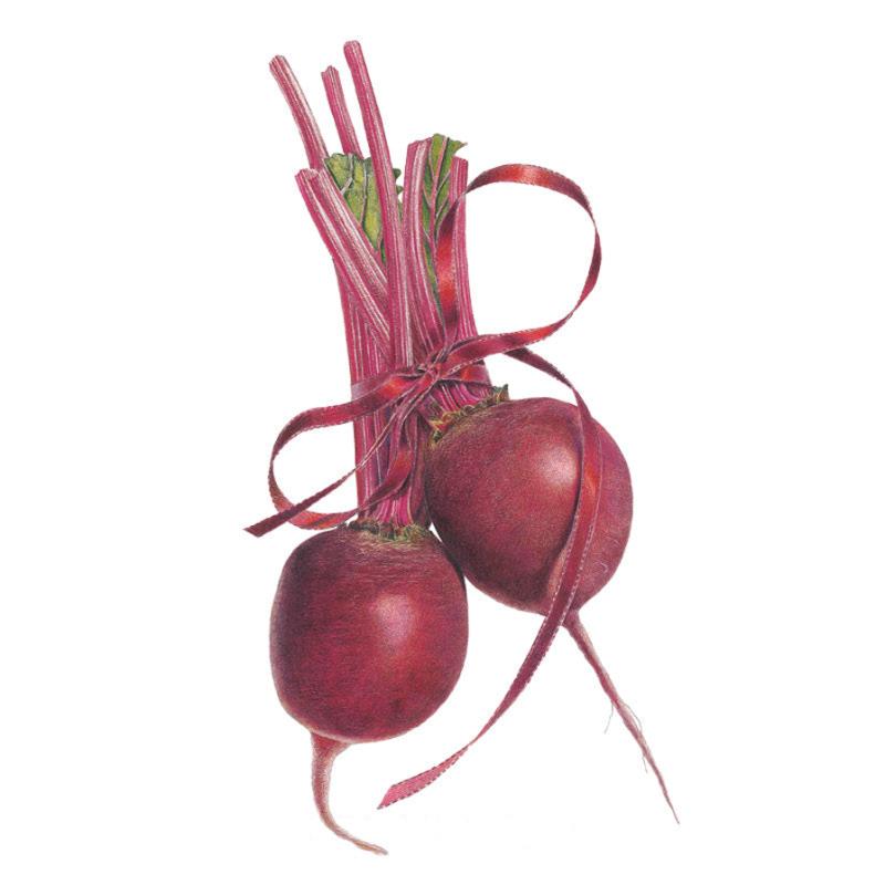 Illustration of two round, deep red-purple Detroit Dark Red beets with their pink-and-green leaf stalks bundled together and tied with a matching red ribbon, set against a plain white background.