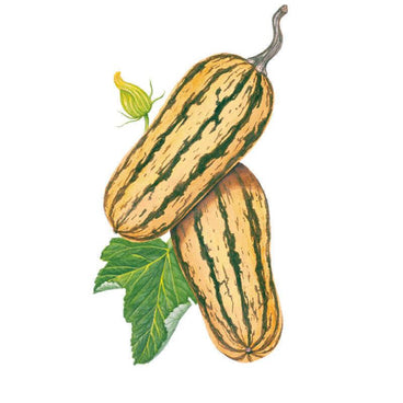 Botanical illustration of two elongated delicata squash with cream skin and dark green longitudinal stripes, shown alongside a yellow blossom and a serrated green leaf on a white background.