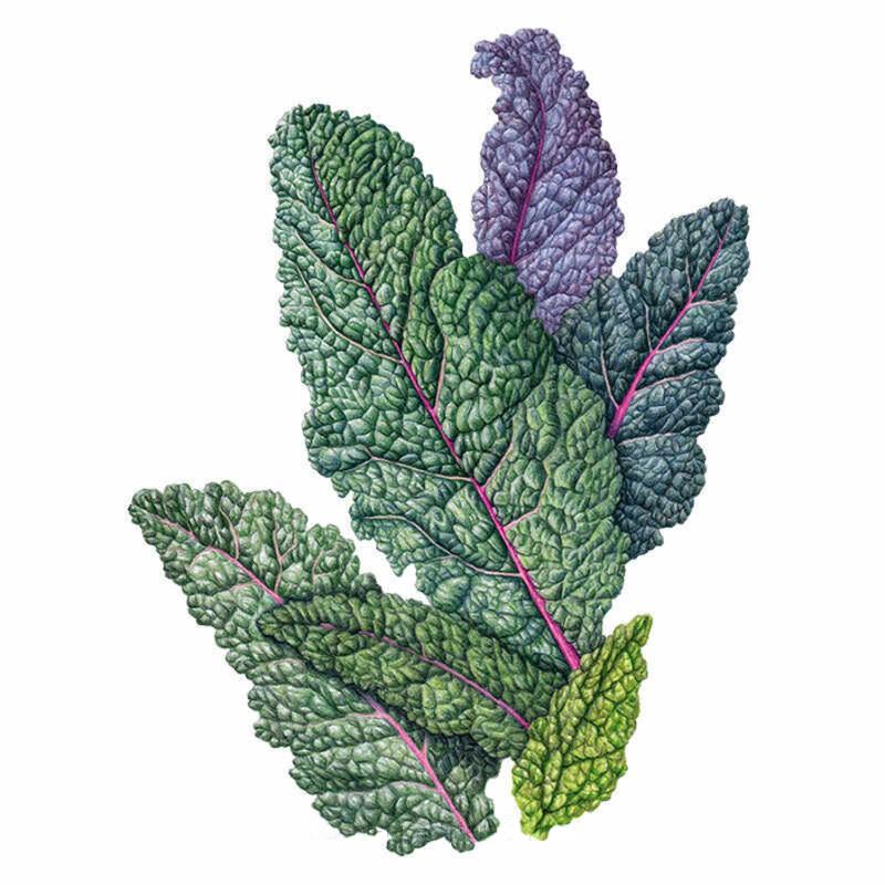 Illustrated cluster of Dazzling Blue kale leaves showing deeply crinkled, savoyed texture with vivid pink-red veins, ranging in colour from silvery blue-green to deep purple, set against a plain white background.