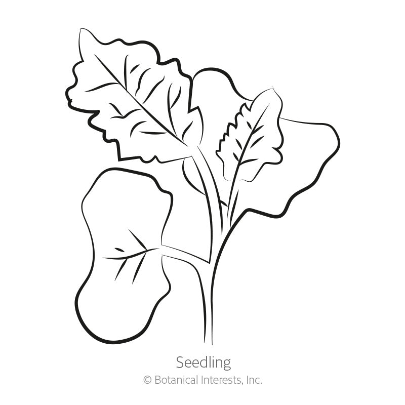 Line drawing of a young kale seedling showing two rounded smooth cotyledon leaves and two larger textured true leaves with visible veining, labelled "Seedling" beneath.