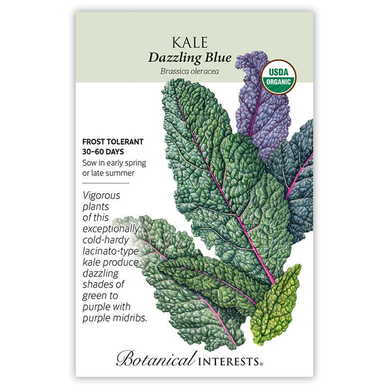 Seed packet for Dazzling Blue Kale featuring an illustration of crinkled lacinato-type leaves shading from deep green to purple with vivid pink midribs, with text noting it's USDA organic, frost tolerant, and matures in 30-60 days.