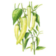 Botanical illustration of a sweet banana pepper plant showing several long, tapering pale yellow-green pods hanging among broad green leaves, with a small white flower and immature fruit on a side stem.