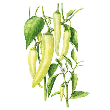 Botanical illustration of a sweet banana pepper plant showing several long, tapering pale yellow-green pods hanging among broad green leaves, with a small white flower and immature fruit on a side stem.