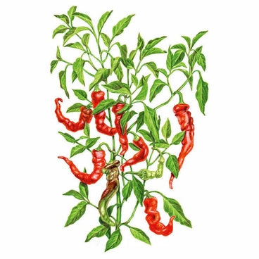 Botanical illustration of a Jimmy Nardello sweet pepper plant showing long, slender, curled pods in varying ripeness from green to bright red, set among lush green leaves on a white background.