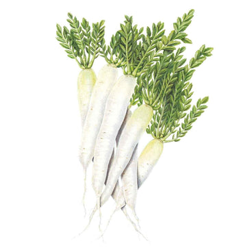 Botanical illustration of Miyashige White daikon radishes, showing several long, tapered white roots with fine root hairs and feathery green leafy tops, set against a plain white background.